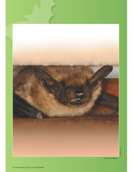 Chauves-souris et forêt - Des alliées indispensables
