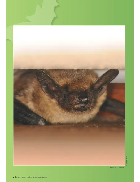 Chauves-souris et forêt