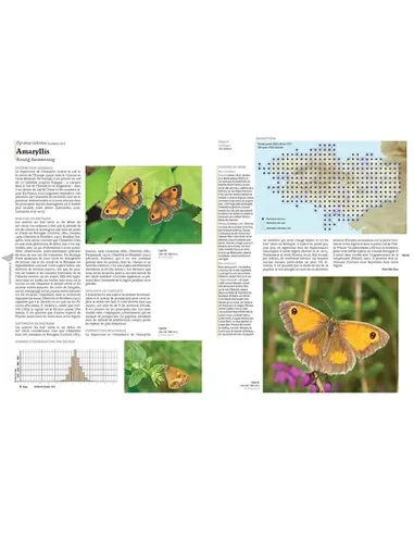 Atlas des Papillons diurnes de Bretagne