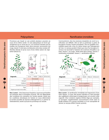 Évaluer la vitalité des arbres