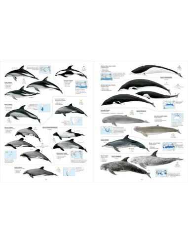 All the Mammals of the World