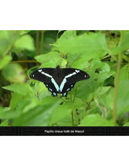 Atlas illustré des Rhopalocères du Bénin