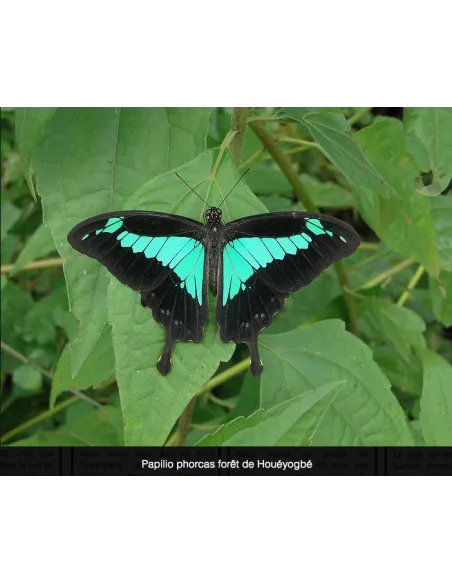 Atlas illustré des Rhopalocères du Bénin