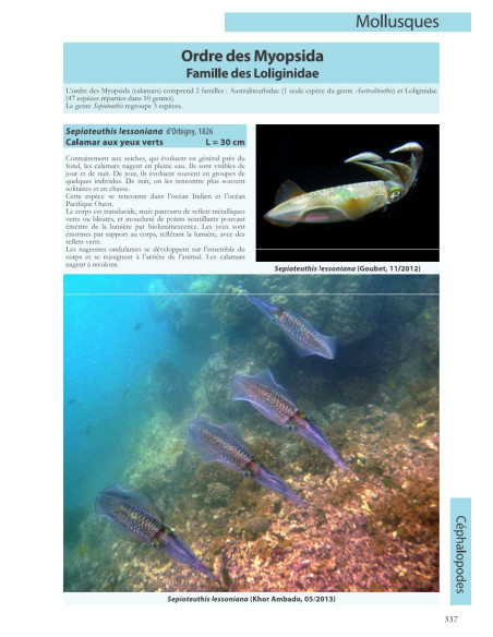 Flore et Faune invertébrée marines de Djibouti