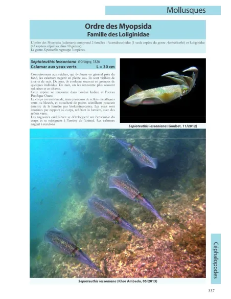 Flore et Faune invertébrée marines de Djibouti