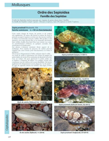 Flore et Faune invertébrée marines de Djibouti