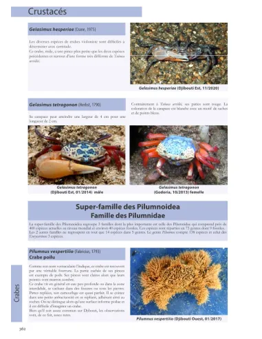 Flore et Faune invertébrée marines de Djibouti