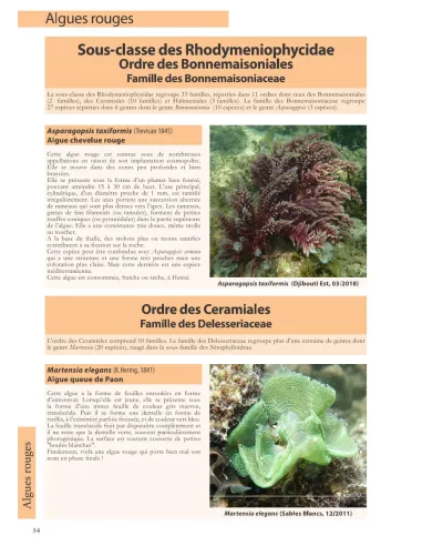 Flore et Faune invertébrée marines de Djibouti