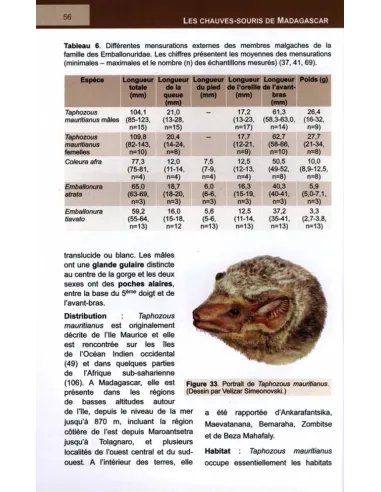 Les Chauves-souris de Madagascar