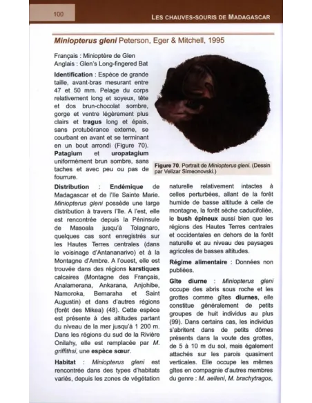 The Bats of Madagascar