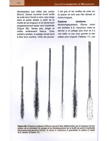 The Small Mammals of Madagascar