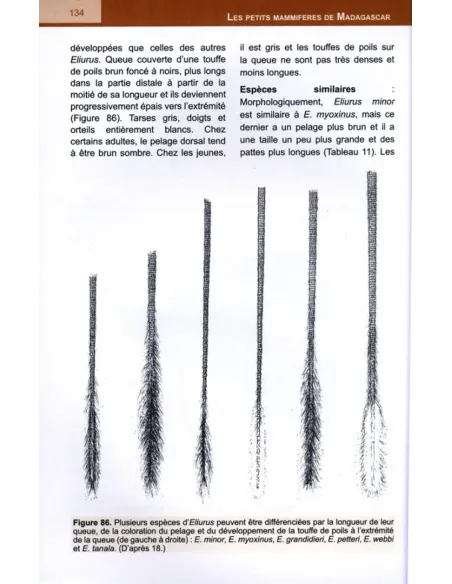 The Small Mammals of Madagascar