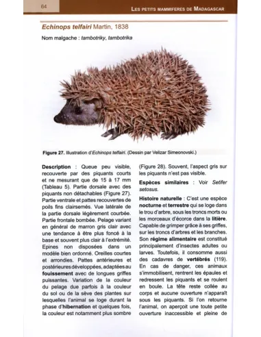 The Small Mammals of Madagascar