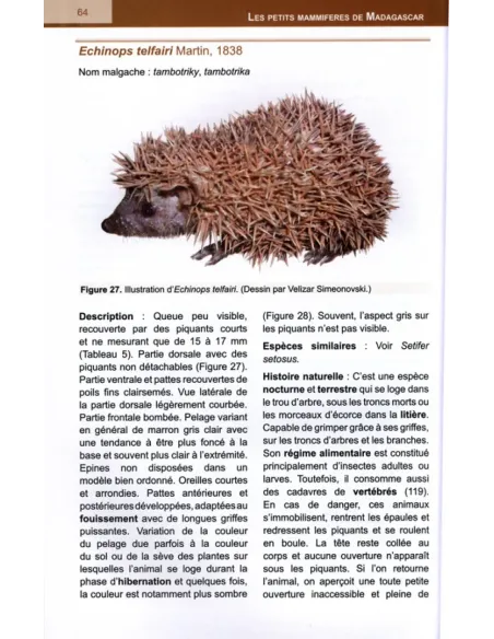 The Small Mammals of Madagascar