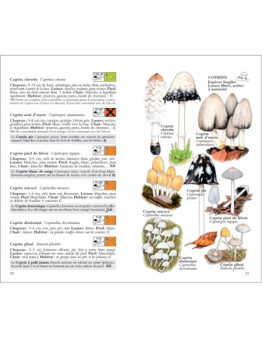 Guide pratique illustré des champignons - Savoir où les chercher et comment  les observer pour réussir à les identifier. Exercices, astuces, tutos -  tana - 9791030104578 - Livre 
