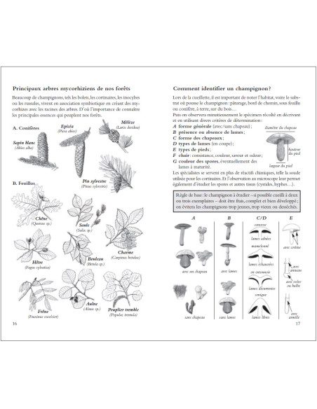 Champignons, guide de terrain - 2ème édition revue et augmentée