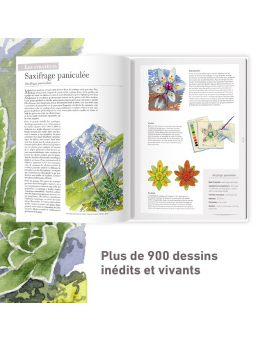 Les plantes sauvages