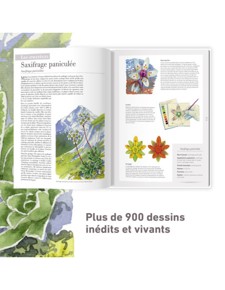 Les plantes sauvages