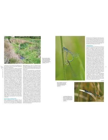 Atlas des libellules de la Bretagne à...