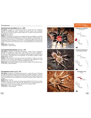 Mygales du Monde, Theraphosidae