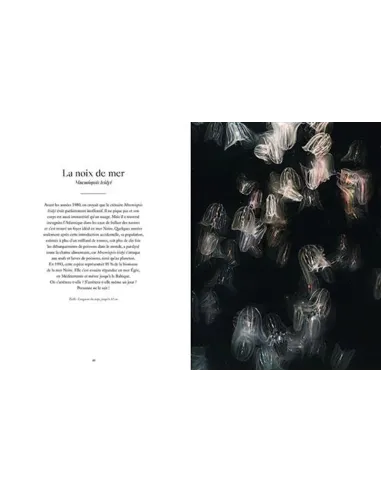 Le monde étrange & fascinant des méduses