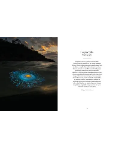 Le monde étrange & fascinant des méduses