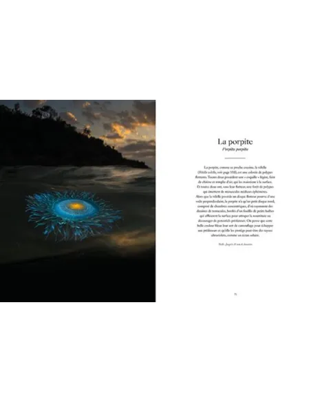 Le monde étrange & fascinant des méduses