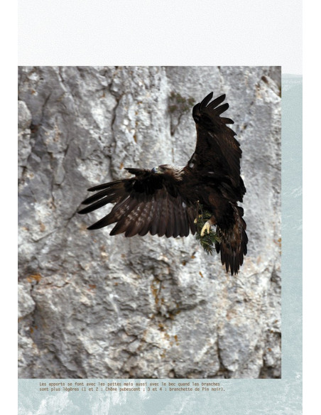 FORMAT E-BOOK - L'Aigle royal - Biologie, histoire et conservation - Situation dans le Massif central