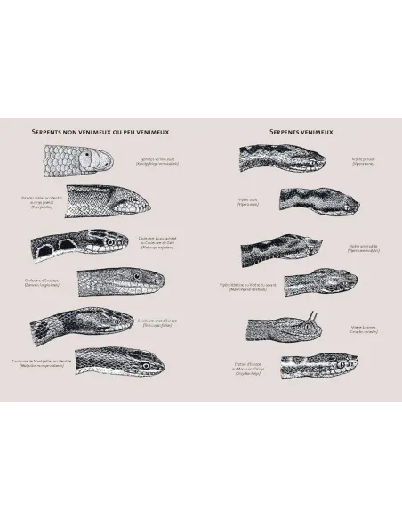 Serpents d'Europe, d'Afrique du Nord et du Moyen-Orient