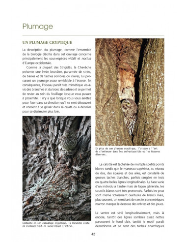 LA CHOUETTE CHEVECHE