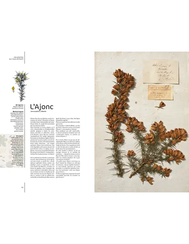 L'herbier essentiel  Histoire des plantes qui nous abritent, nous soignent et nous nourissent