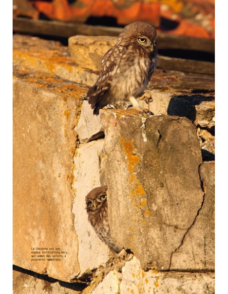 LA CHOUETTE CHEVECHE
