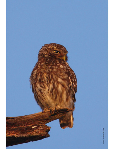 LA CHOUETTE CHEVECHE