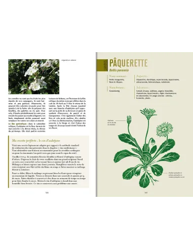 Plantes médicinales de Bretagne