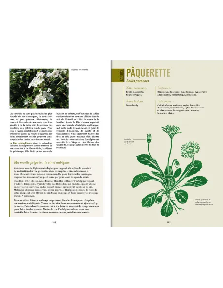 Plantes médicinales de Bretagne