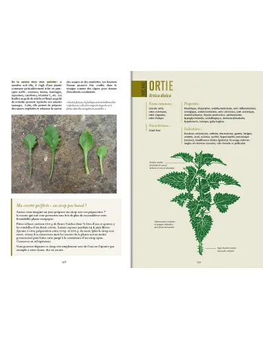 Plantes médicinales de Bretagne