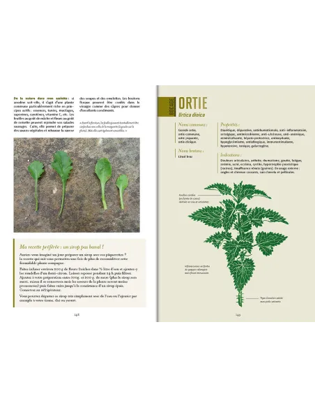 Plantes médicinales de Bretagne