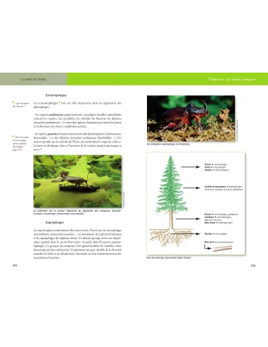 La santé des forêts
