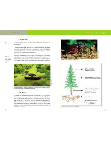 La santé des forêts - Diagnostic, prévention et gestion - 2ème édition