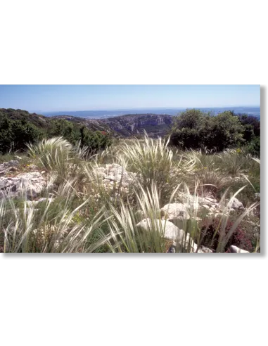 Flore pastorale - 113 espèces à connaître en Provence-Alpes-Côte d'Azur