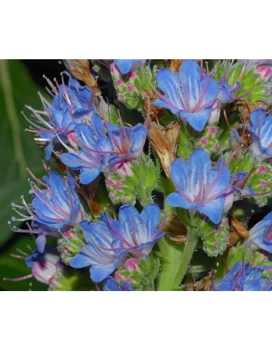 Flora vascular de canarias guia completa isla