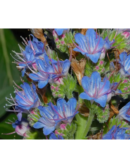 Flora vascular de canarias guia completa isla