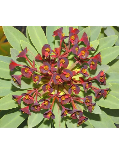 Flora vascular de canarias guia completa isla