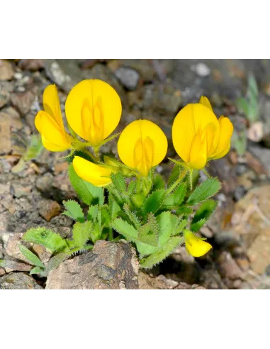Flora vascular de canarias guia completa isla