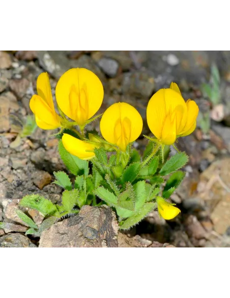 Flora vascular de canarias guia completa isla