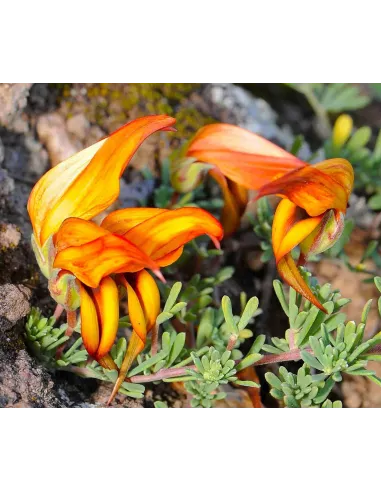 Flora vascular de canarias guia completa isla