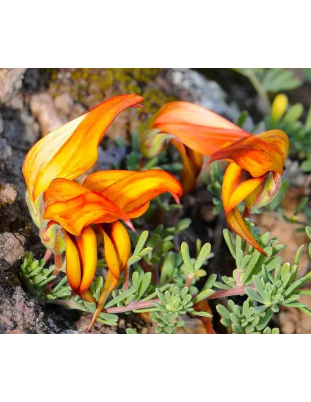 Flora vascular de canarias guia completa isla