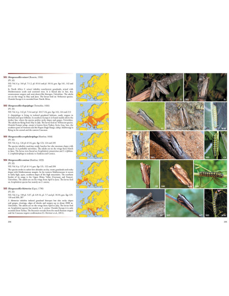 Noctuidae Europaeae Essential