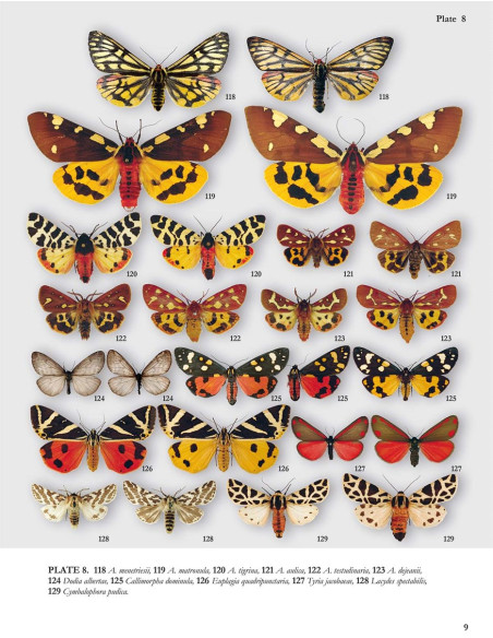 Noctuidae Europaeae Essential