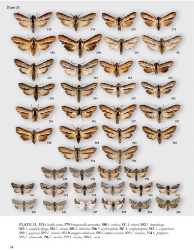 Noctuidae Europaeae Essential